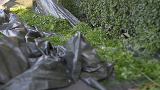 Beskaering I Haven Trin2 Mobil 2023