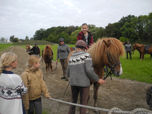 Hegn rundt ridebane og små folde til hestene