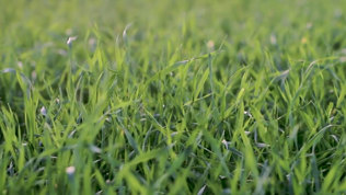 Saaning Af Graes Faerdig Mobil 2023