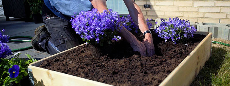 Blomster plantes i bedet