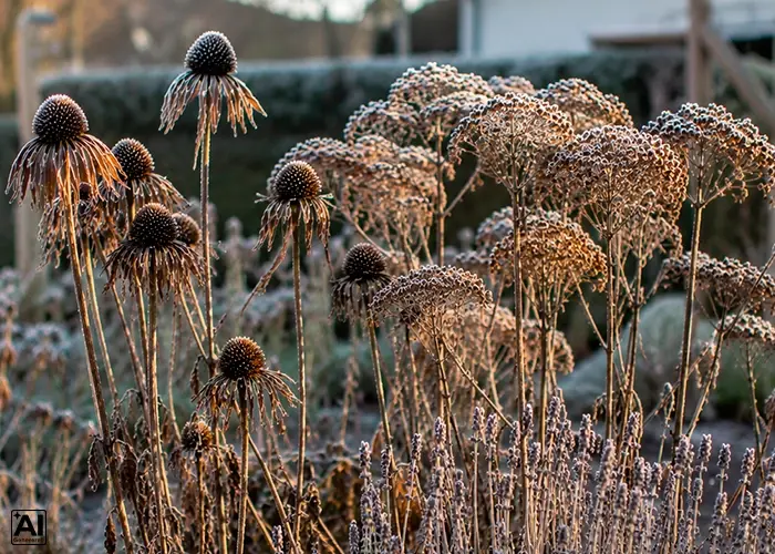 Afblomstrede stauder i rimfrost