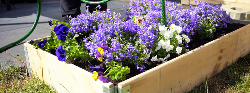 Færdigplantet højbed med lilla blomster