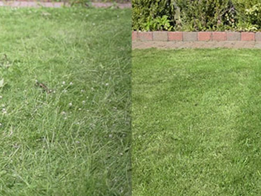 Vedligehold græsplænen