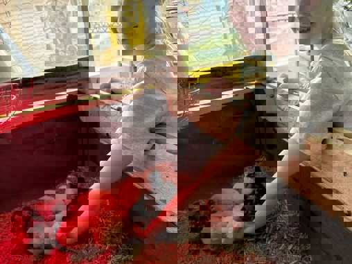 Hønsehus og hønsegård på Tjørring skole