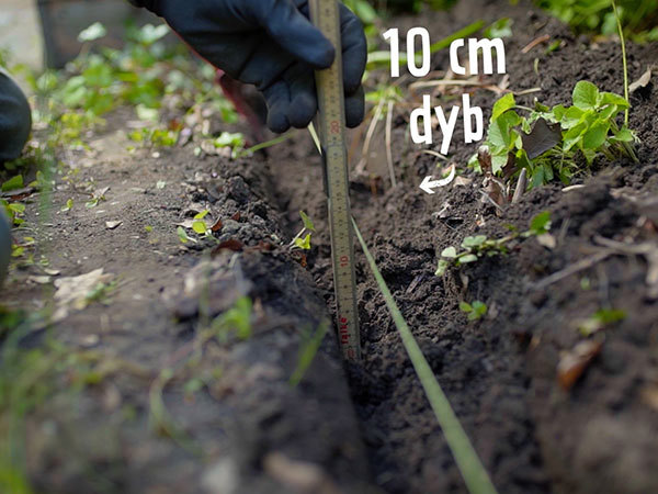 10 cm dyb rille hvor jorden er fjernet