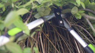 Beskaering I Haven Trin5 Mobil 2023