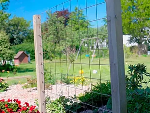 Guide: Sådan laver du et espalier med rionet