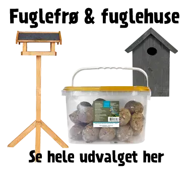 Fuglefrø og fuglehuse