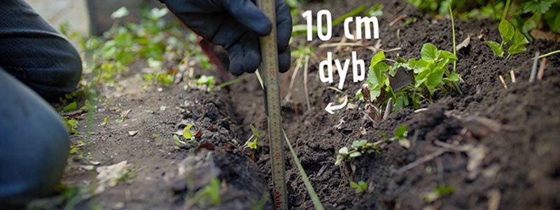 10 cm dyb rille hvor jorden er fjernet