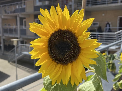 Køkkenhave -unge hjælper ældre