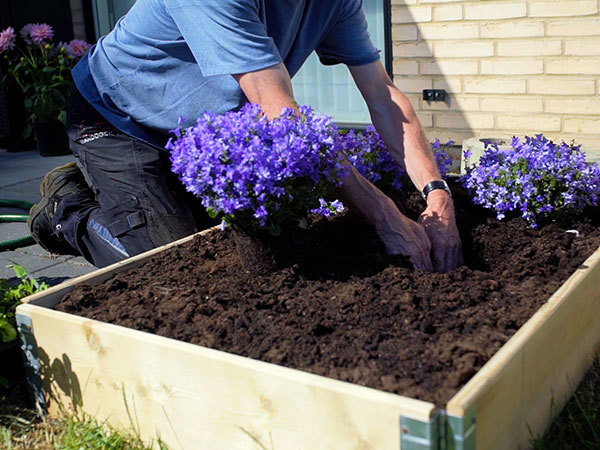 Blomster plantes i bedet
